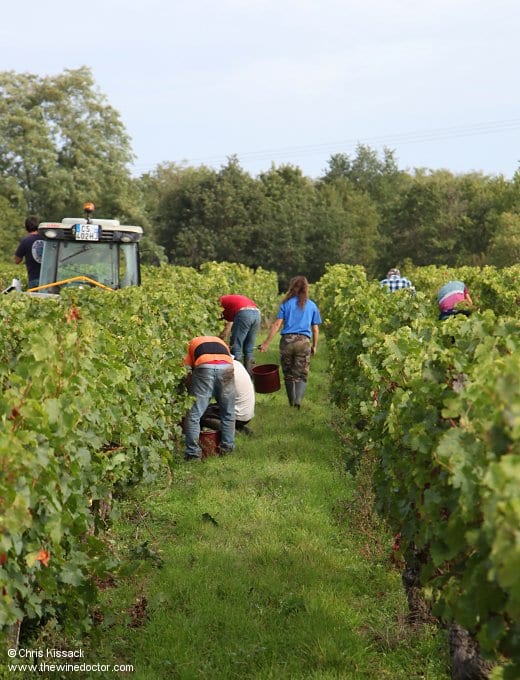 Pickers in Le Cimetière aux Chiens, September 2017 Loire 2017