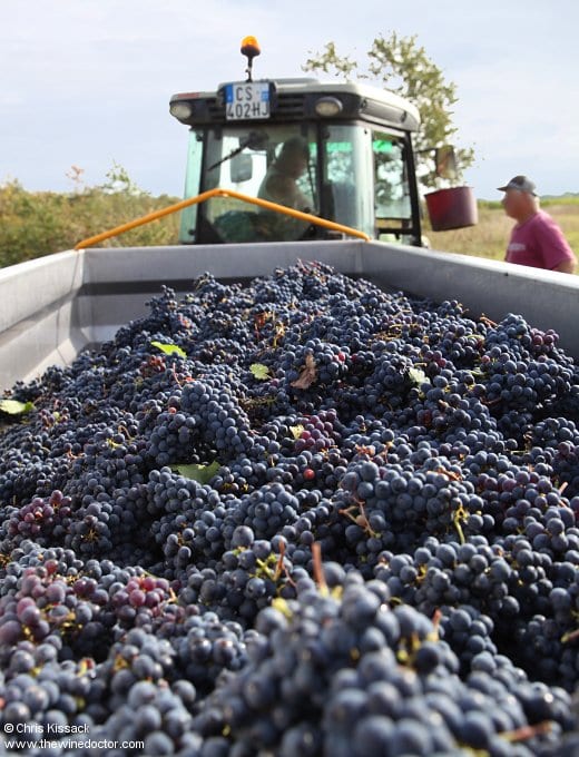 Grapes off to the cellars, harvest time, Domaine Bernard Baudry, September 2017 Bernard Baudry