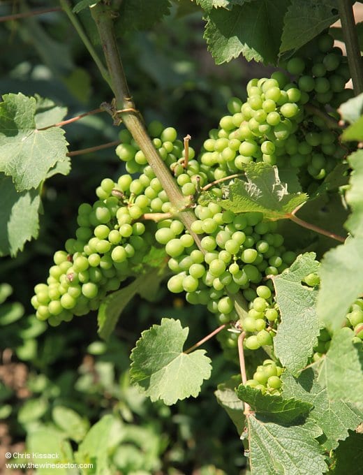 Vine in Savennières, Domaine des Baumard, July 2014 Domaine des Baumard
