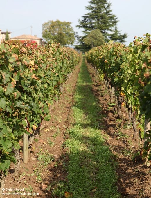 Vines and grass cover, Château Beau-Séjour Bécot, October 2013 Château Beau-Séjour Bécot