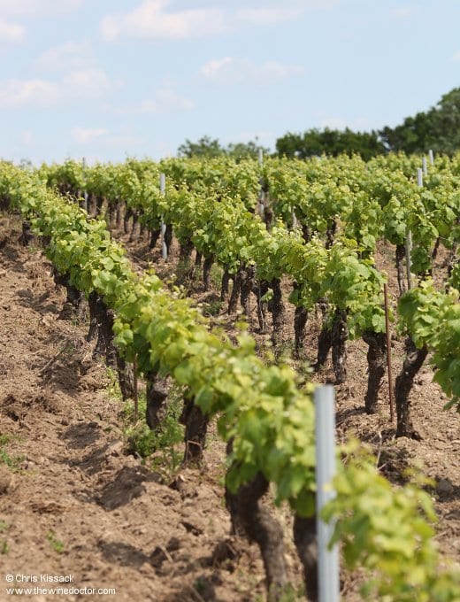 Les Bêtes Curieuses