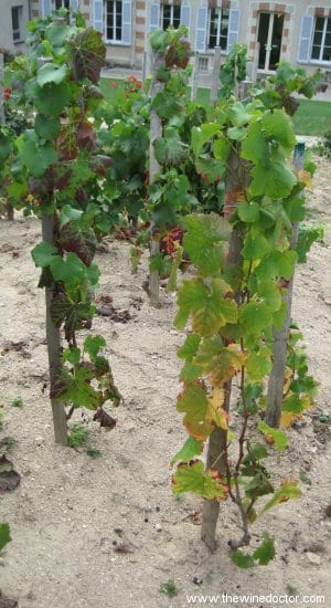 The Clos des Chaudes Terres vineyard, behind the Bollinger headquarters Bollinger Vieilles Vignes Francaises 1999