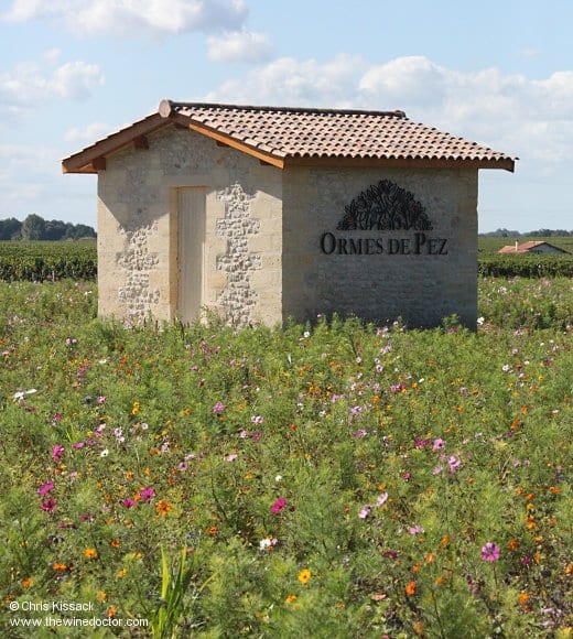 Meadow flowers at Ormes de Pez, October 2012 Bordeaux 2010