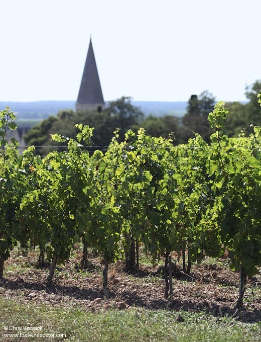 Vines on the hill of Brézé, with the Brézé church spire behind, July 2017 Domaine Guiberteau