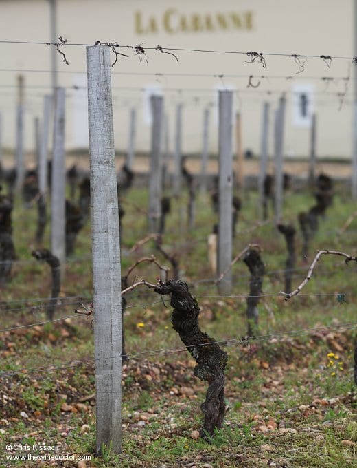An old vine, and fine gravel, Château La Cabanne, April 2013 Château La Cabanne