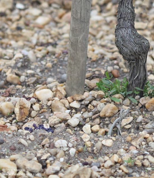 Château Certan de May
