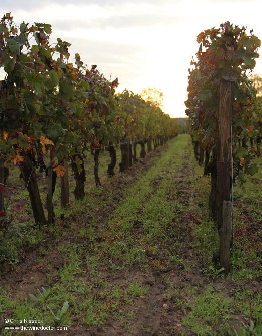 The vines and sandy soils of Clos René at sunrise, October 2013 Clos René