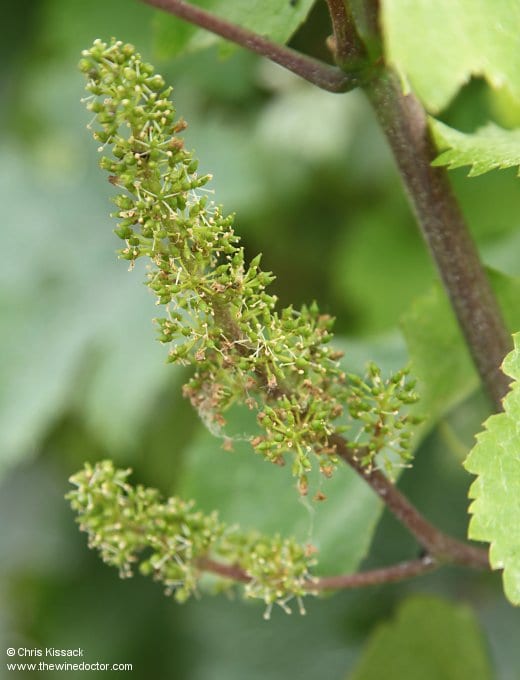 Château de Coulaine