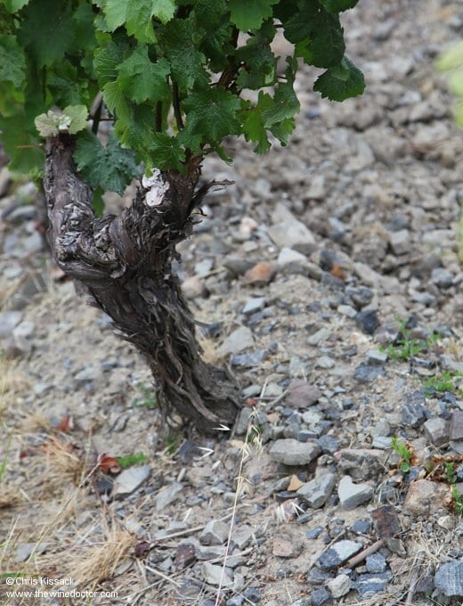 Nicolas Joly & Clos de la Coulée de Serrant
