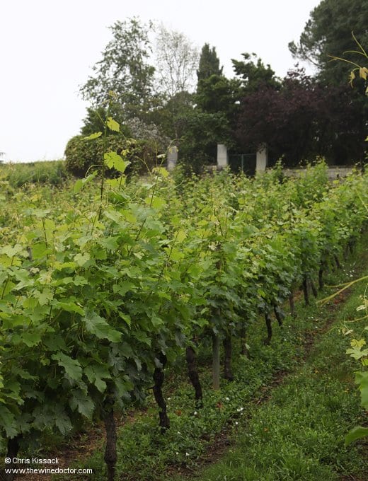 Vines in the Clos de l'Echo, Couly-Dutheil, June 2018 Couly-Dutheil