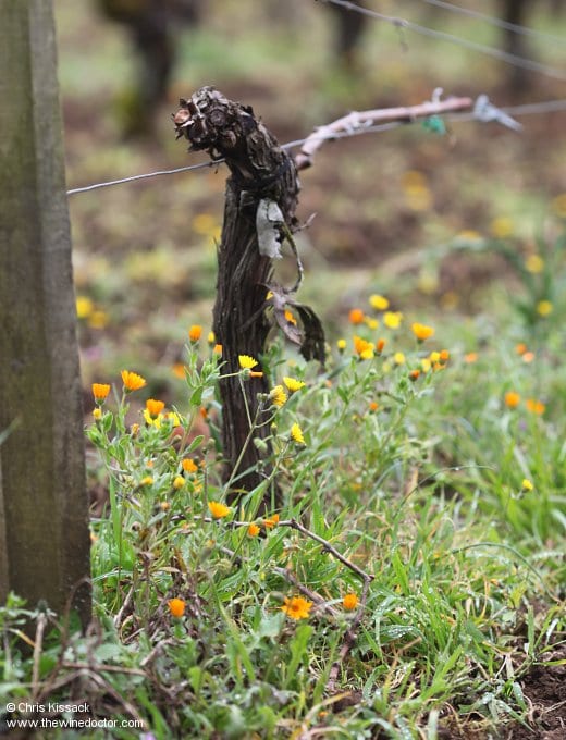 Château La Couspaude