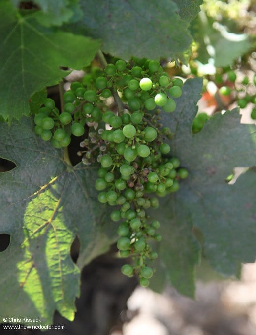 Cabernet Franc, Bourgueil, July 2016 Pierre Jacques Druet
