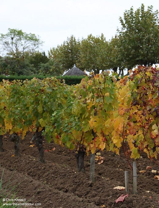 Soils and vines, Château Feytit-Clinet, October 2015 Château Feytit-Clinet