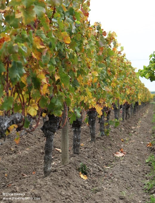 Soils and vines, Château Feytit-Clinet, October 2015 Château Feytit-Clinet