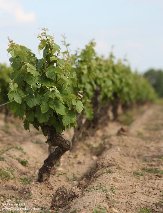 Domaine de la Foliette