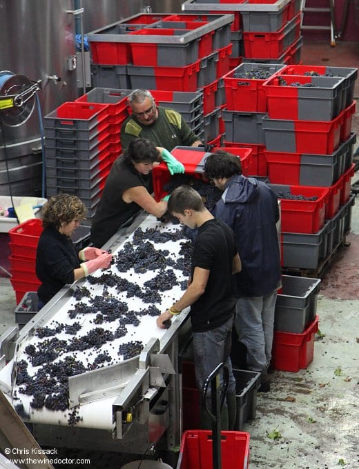 The sorting of the 2013 harvest, in the Frédéric Mabileau cellars, October 2013 Frédéric Mabileau
