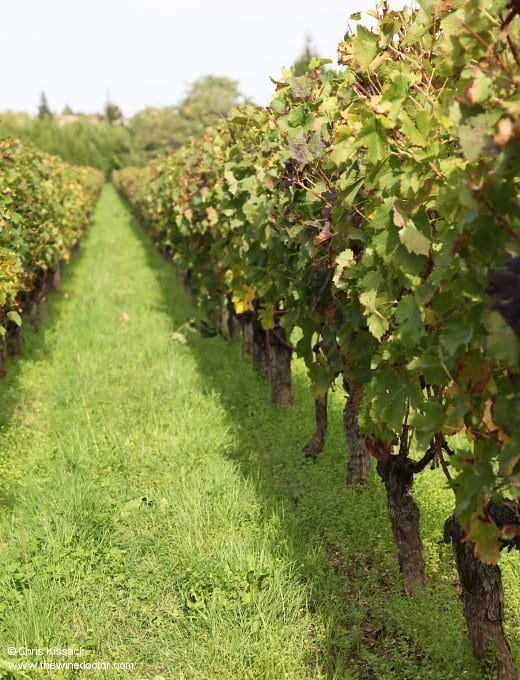 Vines at Château La Gaffelière, October 2013 Château La Gaffelière