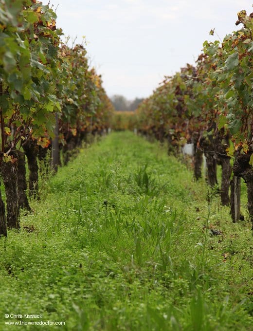 Biodynamically managed vines at Château Gombaude-Guillot, October 2013 Château Gombaude-Guillot