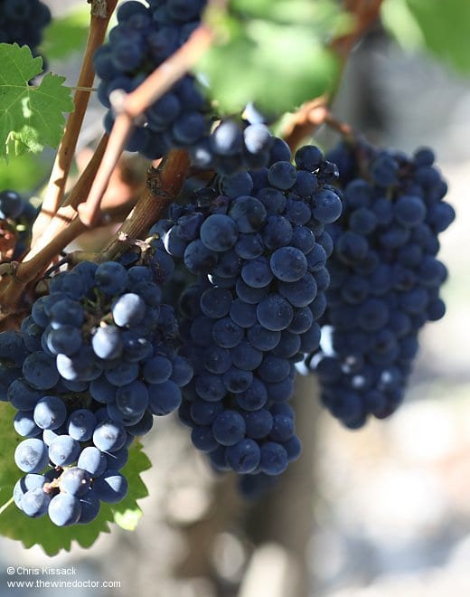 Château Grand-Puy-Ducasse