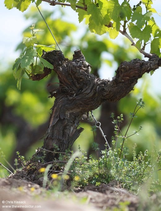 Melon de Bourgogne vine, June 2013 Domaine la Haute Févrie