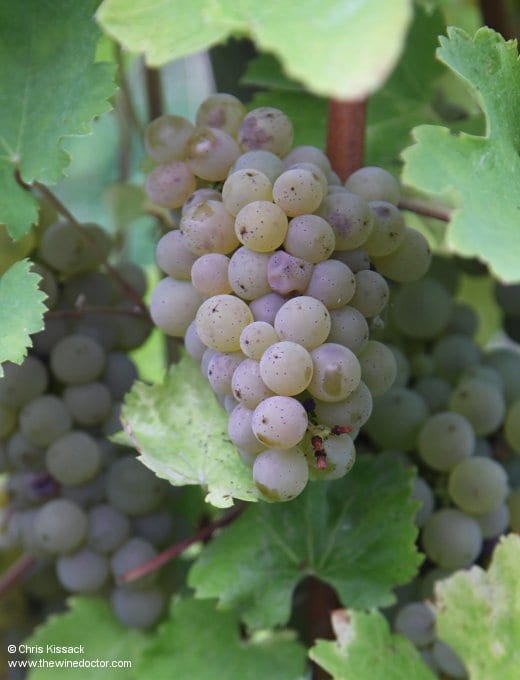 Sauvignon Blanc in the Henri Bourgeois vineyards, October 2013 Henri Bourgeois