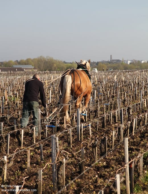 One of two horses spotted ploughing the soil at Château Latour, April 2014 Château Latour