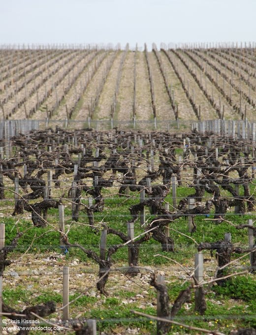 A sea of vines at Château Latour, looking up L'Enclos from the foot of the estate, April 2014 Château Latour
