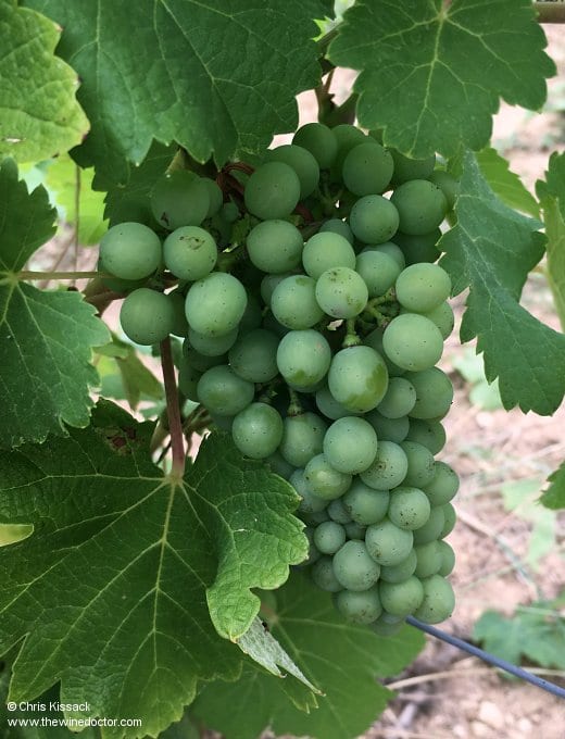 Sauvignon Blanc, Quincy, July 2017 Domaine Lecomte