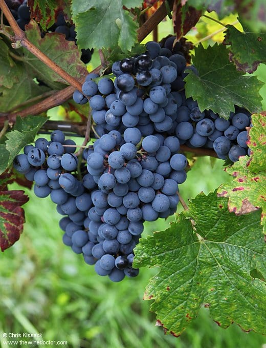 Loire Varieties: Cabernet Franc