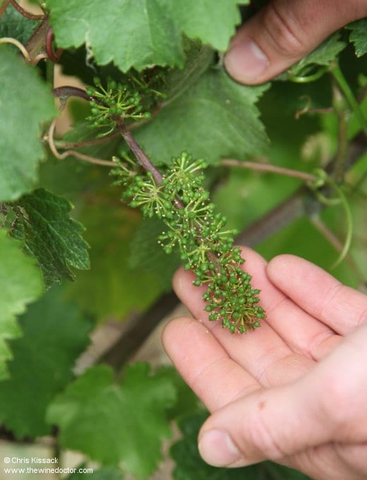 Gros Plant du Pays Nantais