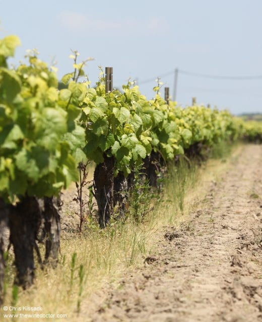 Domaine Luneau-Papin