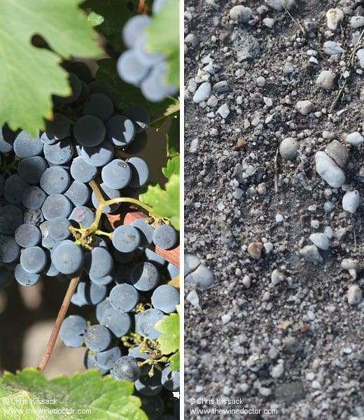 Cabernet Sauvignon and fine, sandy gravel in the vineyards of Château Lynch-Bages, October 2012 Château Lynch-Bages