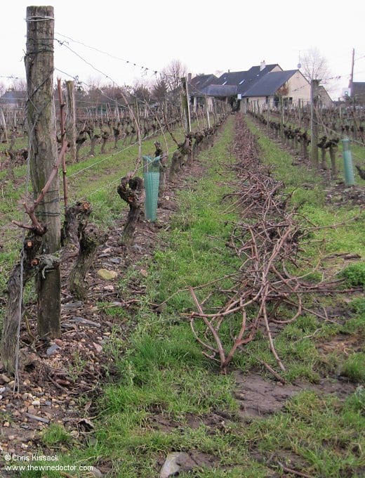 Vines at Domaine de Montgilet, February 2010 Domaine de Montgilet