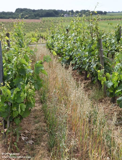 Oats in Bonnes Blanches, June 2017 Domaine Ogereau