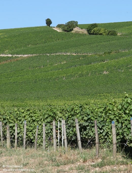 A view over the vines, from the doors of the Pascal Jolivet cellars, July 2016 Pascal Jolivet