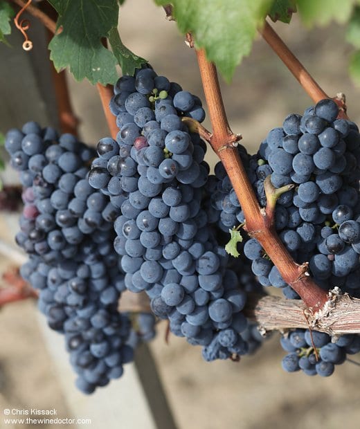 Cabernet Franc at Château Pavie, October 2012 Bordeaux 2013
