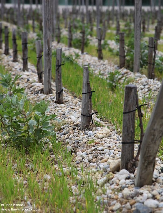 Gravel and brand new vines, Château Pédesclaux, April 2018 Château Pédesclaux