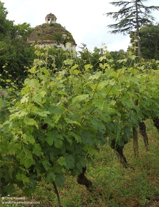 Vines and dovecot at Château du Petit Thouars, June 2018 Château du Petit Thouars