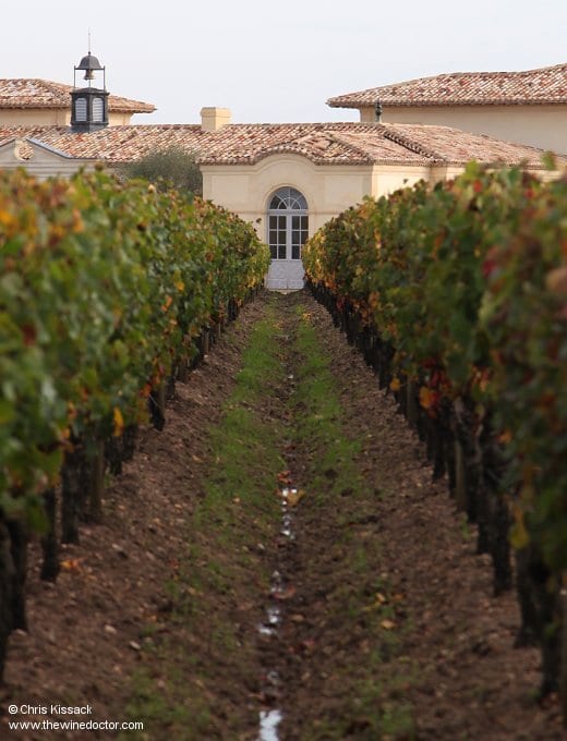 Bordeaux: Red Varieties, Merlot