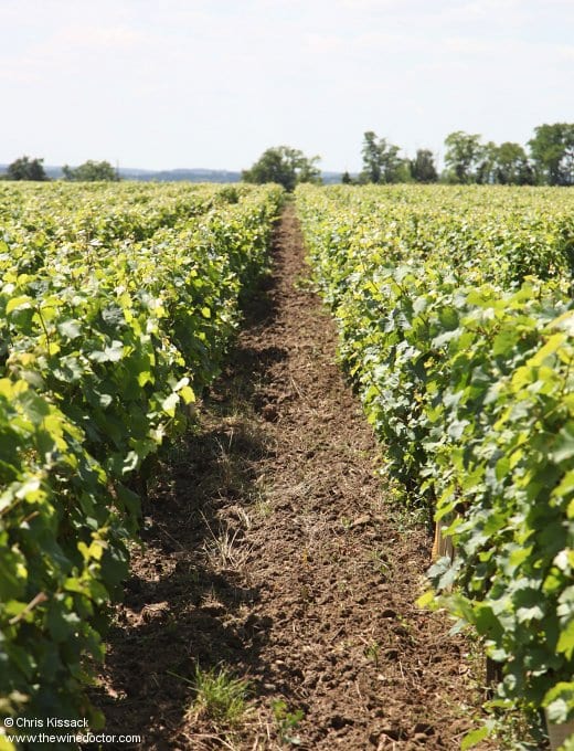 Philippe Foreau, Domaine du Clos Naudin