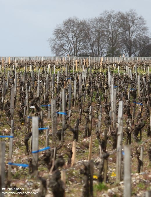 Vines at Château Pichon-Lalande, April 2013 Château Pichon-Lalande