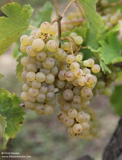 Domaine Pierre-Olivier Bonhomme