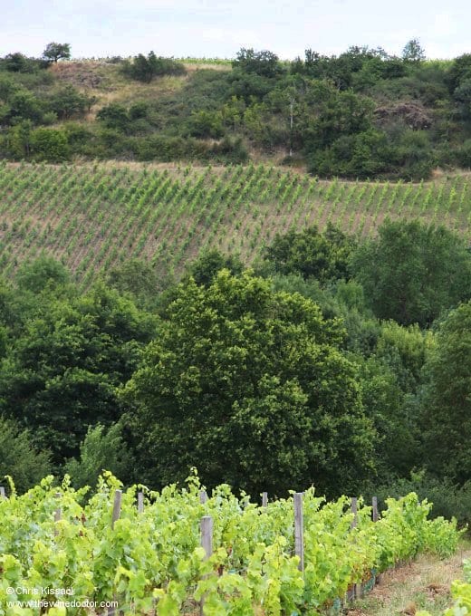 Bonnes Blanches (foreground) and Coteau des Treilles (on the opposite bank of the Layon), July 2014 Anjou Geology