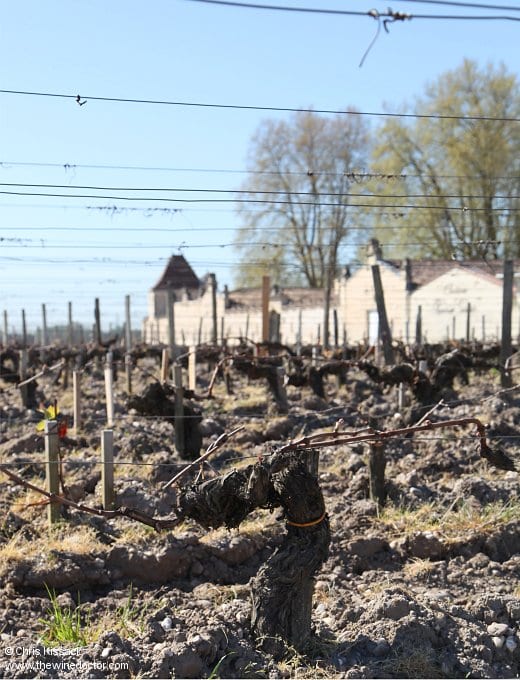A vine in silhouette, Château Rauzan-Gassies, April 2018 Château Rauzan-Gassies