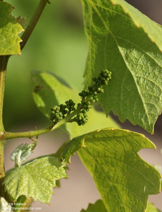 Domaine Réthoré Davy