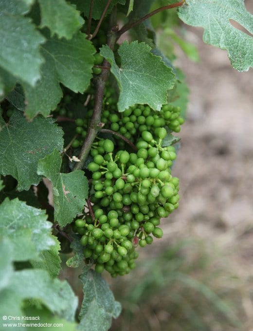 Chenin Blanc at Domaine des Roches Neuves, July 2014 Domaine des Roches Neuves