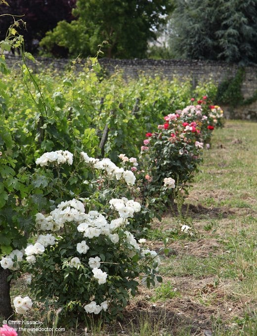 Domaine des Roches Neuves