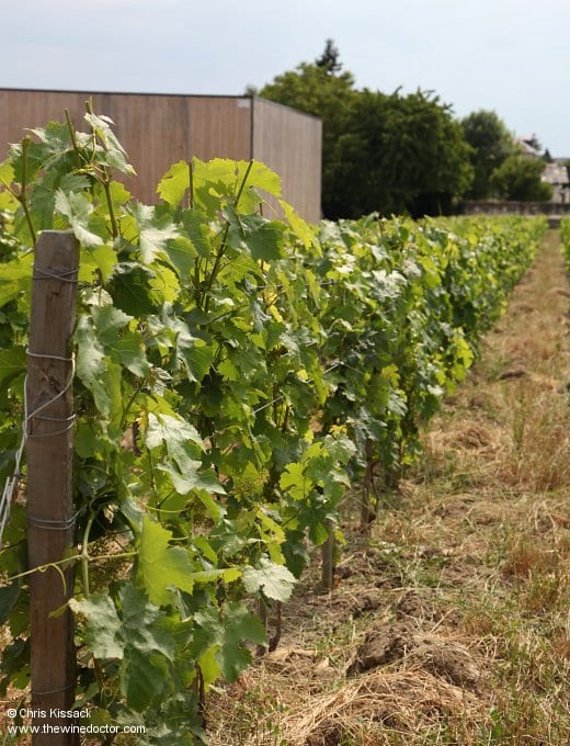 Domaine des Roches Neuves