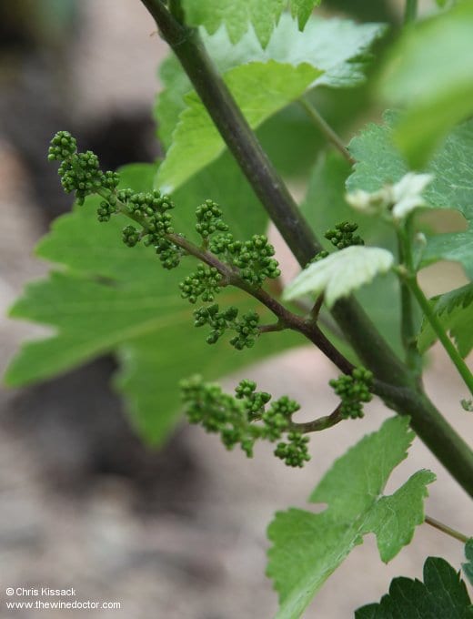 Domaine de Rocheville