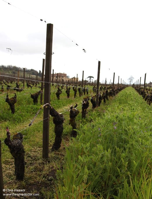 Château Saint Georges Côte Pavie